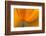 California. Close-Up of California Poppy-Jaynes Gallery-Framed Photographic Print