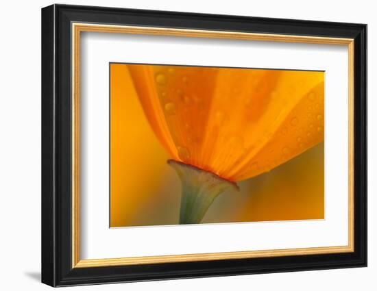 California. Close-Up of California Poppy-Jaynes Gallery-Framed Photographic Print