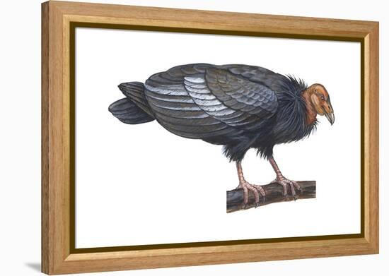 California Condor (Gymnogyps Californianus), Birds-Encyclopaedia Britannica-Framed Stretched Canvas