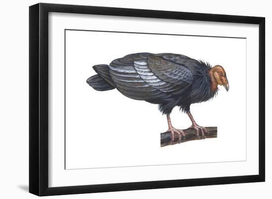 California Condor (Gymnogyps Californianus), Birds-Encyclopaedia Britannica-Framed Art Print