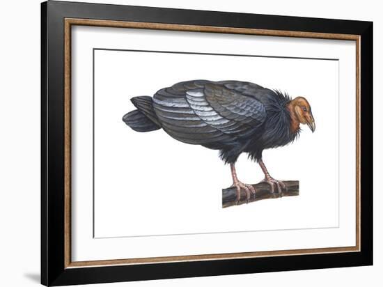 California Condor (Gymnogyps Californianus), Birds-Encyclopaedia Britannica-Framed Art Print