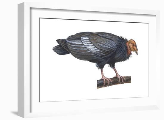 California Condor (Gymnogyps Californianus), Birds-Encyclopaedia Britannica-Framed Art Print