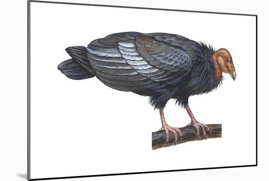 California Condor (Gymnogyps Californianus), Birds-Encyclopaedia Britannica-Mounted Art Print