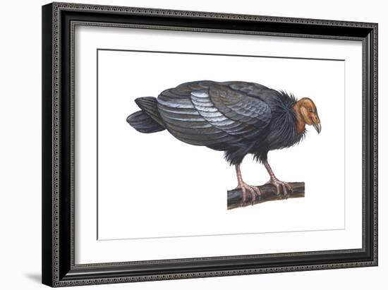 California Condor (Gymnogyps Californianus), Birds-Encyclopaedia Britannica-Framed Art Print