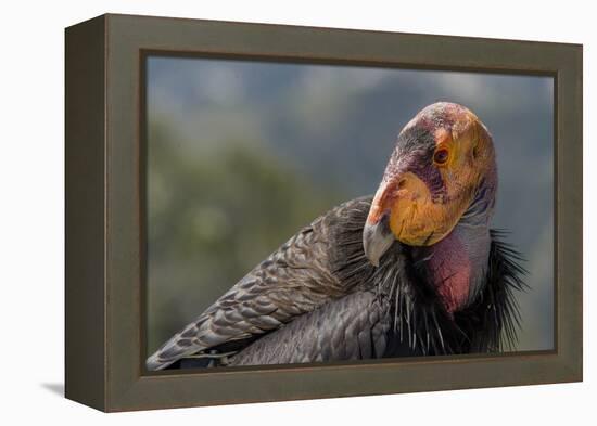 California condor (Gymnogyps californianus). in wild, Baja, Mexico.-Jeff Foott-Framed Premier Image Canvas