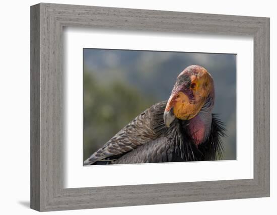 California condor (Gymnogyps californianus). in wild, Baja, Mexico.-Jeff Foott-Framed Photographic Print