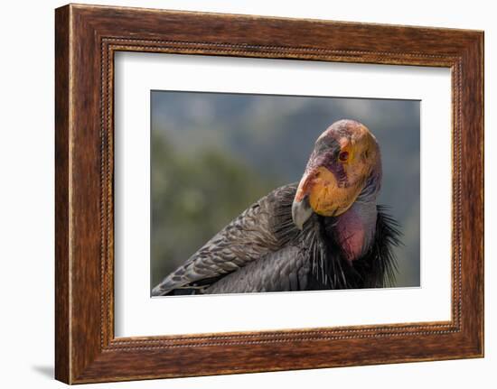 California condor (Gymnogyps californianus). in wild, Baja, Mexico.-Jeff Foott-Framed Photographic Print