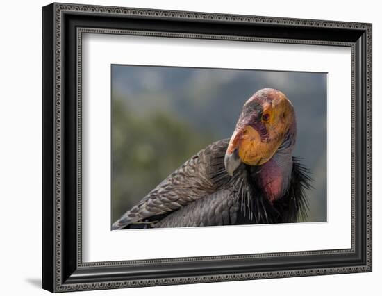 California condor (Gymnogyps californianus). in wild, Baja, Mexico.-Jeff Foott-Framed Photographic Print