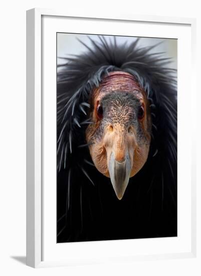 California Condor (Gymnogyps Californianus), Iucn Critically Endangered, Captive-Claudio Contreras-Framed Photographic Print