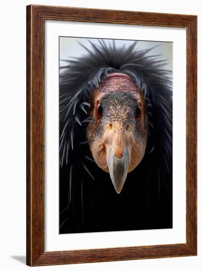 California Condor (Gymnogyps Californianus), Iucn Critically Endangered, Captive-Claudio Contreras-Framed Photographic Print