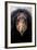 California Condor (Gymnogyps Californianus), Iucn Critically Endangered, Captive-Claudio Contreras-Framed Photographic Print