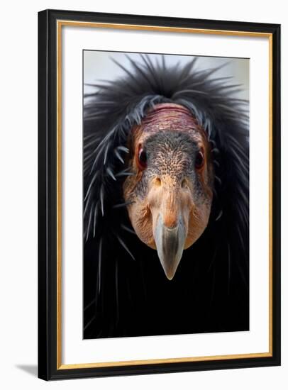 California Condor (Gymnogyps Californianus), Iucn Critically Endangered, Captive-Claudio Contreras-Framed Photographic Print