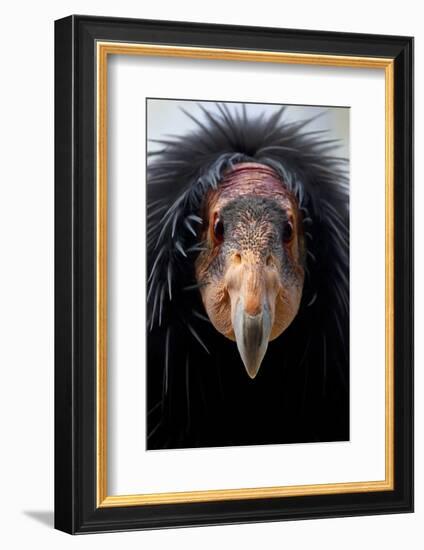 California Condor (Gymnogyps Californianus), Iucn Critically Endangered, Captive-Claudio Contreras-Framed Photographic Print