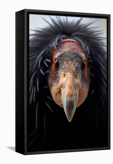 California Condor (Gymnogyps Californianus), Iucn Critically Endangered, Captive-Claudio Contreras-Framed Premier Image Canvas