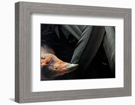 California Condor (Gymnogyps Californianus) Preening, Iucn Critically Endangered, Captive-Claudio Contreras-Framed Photographic Print