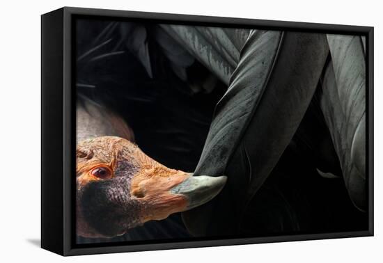 California Condor (Gymnogyps Californianus) Preening, Iucn Critically Endangered, Captive-Claudio Contreras-Framed Premier Image Canvas