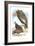 California Condor, Turkey Buzzard, and Carrion Crow-Theodore Jasper-Framed Art Print