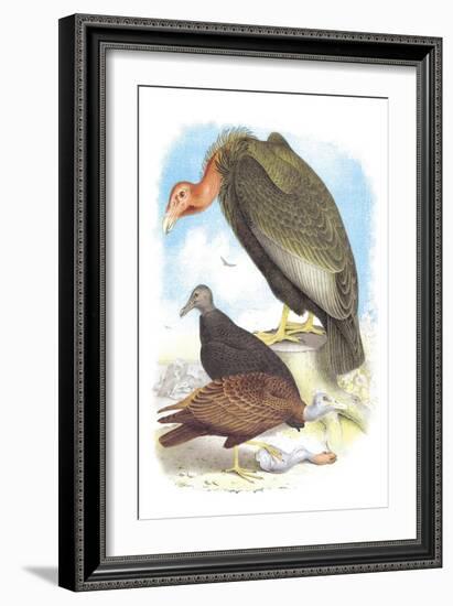California Condor, Turkey Buzzard, and Carrion Crow-Theodore Jasper-Framed Art Print