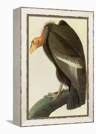 California Condor-John James Audubon-Framed Stretched Canvas