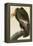 California Condor-John James Audubon-Framed Stretched Canvas