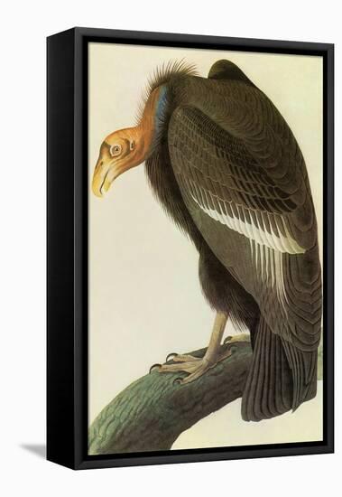 California Condor-John James Audubon-Framed Stretched Canvas