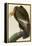 California Condor-John James Audubon-Framed Stretched Canvas