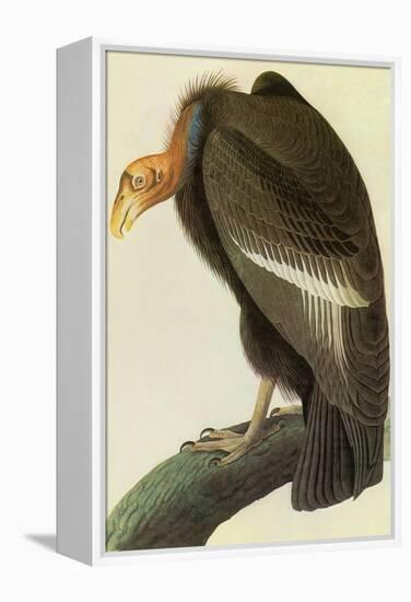 California Condor-John James Audubon-Framed Stretched Canvas