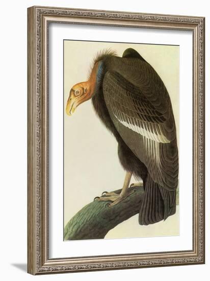 California Condor-John James Audubon-Framed Art Print