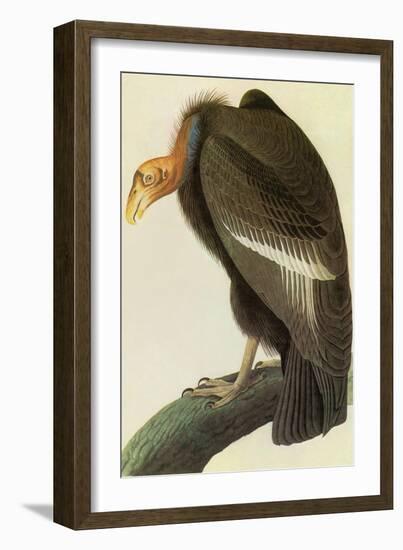 California Condor-John James Audubon-Framed Art Print