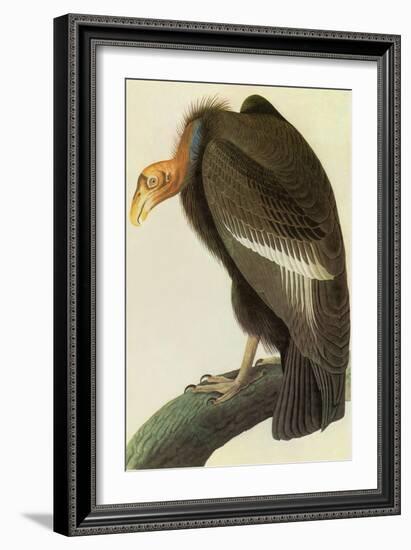 California Condor-John James Audubon-Framed Art Print