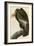 California Condor-John James Audubon-Framed Art Print