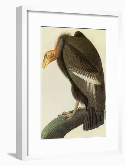 California Condor-John James Audubon-Framed Art Print