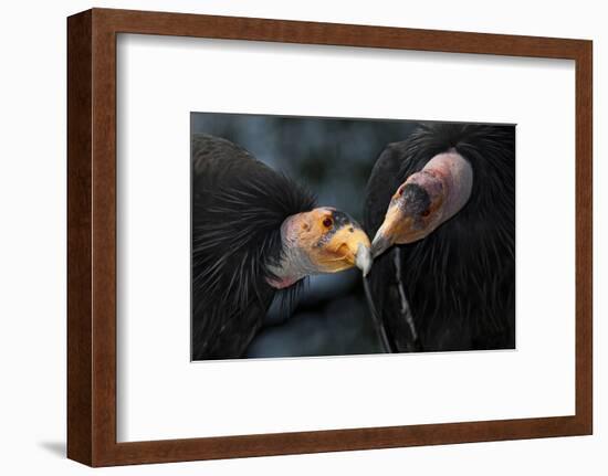 California Condors (Gymnnogyps Californicus) Interacting. Captive. Endangered Species-Claudio Contreras-Framed Photographic Print