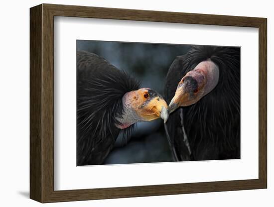 California Condors (Gymnnogyps Californicus) Interacting. Captive. Endangered Species-Claudio Contreras-Framed Photographic Print