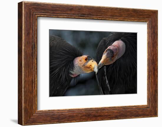 California Condors (Gymnnogyps Californicus) Interacting. Captive. Endangered Species-Claudio Contreras-Framed Photographic Print