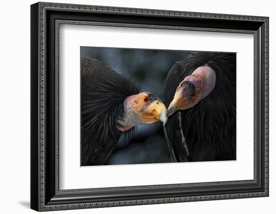 California Condors (Gymnnogyps Californicus) Interacting. Captive. Endangered Species-Claudio Contreras-Framed Photographic Print