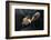 California Condors (Gymnnogyps Californicus) Interacting. Captive. Endangered Species-Claudio Contreras-Framed Photographic Print