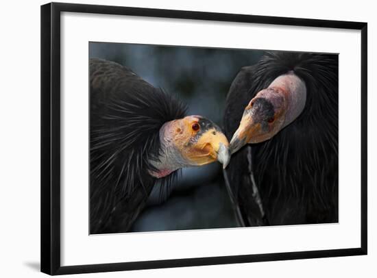 California Condors (Gymnnogyps Californicus) Interacting. Captive. Endangered Species-Claudio Contreras-Framed Photographic Print