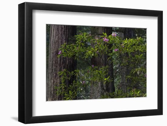 California. Costal Redwood and Rhododendron, Redwood National and State Park-Judith Zimmerman-Framed Photographic Print