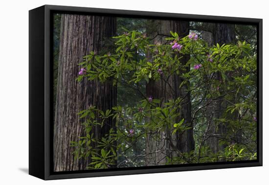 California. Costal Redwood and Rhododendron, Redwood National and State Park-Judith Zimmerman-Framed Premier Image Canvas