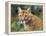 California Cougar-David Stribbling-Framed Stretched Canvas