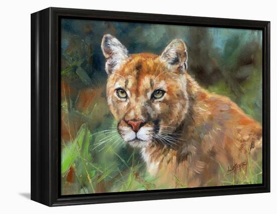 California Cougar-David Stribbling-Framed Stretched Canvas