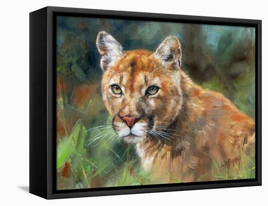 California Cougar-David Stribbling-Framed Stretched Canvas