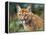 California Cougar-David Stribbling-Framed Stretched Canvas