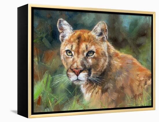 California Cougar-David Stribbling-Framed Stretched Canvas