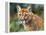 California Cougar-David Stribbling-Framed Stretched Canvas