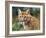 California Cougar-David Stribbling-Framed Art Print