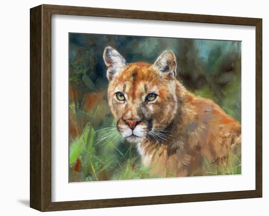 California Cougar-David Stribbling-Framed Art Print