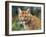 California Cougar-David Stribbling-Framed Art Print