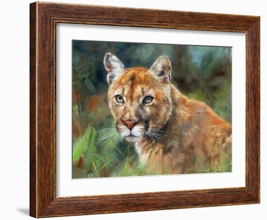 California Cougar-David Stribbling-Framed Art Print